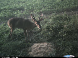 Kentucky deer hunting, western kentucky deer hunting, deer hunting, hunting, archery, Whitetail deer hunting, west ky whitetail hunting, kentucky whitetail outfitters, boone & crocket