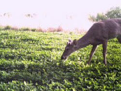 Kentucky deer hunting, western kentucky deer hunting, deer hunting, hunting, archery, Whitetail deer hunting, west ky whitetail hunting, kentucky whitetail outfitters, boone & crocket
