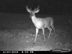 Kentucky deer hunting, western kentucky deer hunting, deer hunting, hunting, archery, Whitetail deer hunting, west ky whitetail hunting, kentucky whitetail outfitters, boone & crocket