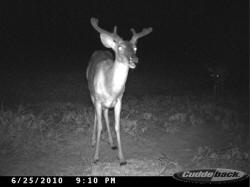 Kentucky deer hunting, western kentucky deer hunting, deer hunting, hunting, archery, Whitetail deer hunting, west ky whitetail hunting, kentucky whitetail outfitters, boone & crocket