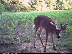 Kentucky deer hunting, western kentucky deer hunting, deer hunting, hunting, archery, Whitetail deer hunting, west ky whitetail hunting, kentucky whitetail outfitters, boone & crocket