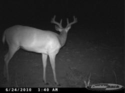 Kentucky deer hunting, western kentucky deer hunting, deer hunting, hunting, archery, Whitetail deer hunting, west ky whitetail hunting, kentucky whitetail outfitters, boone & crocket