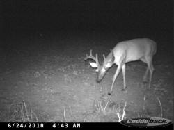 Kentucky deer hunting, western kentucky deer hunting, deer hunting, hunting, archery, Whitetail deer hunting, west ky whitetail hunting, kentucky whitetail outfitters, boone & crocket