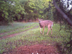 Kentucky deer hunting, western kentucky deer hunting, deer hunting, hunting, archery, Whitetail deer hunting, west ky whitetail hunting, kentucky whitetail outfitters, boone & crocket