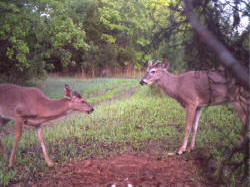 Kentucky deer hunting, western kentucky deer hunting, deer hunting, hunting, archery, Whitetail deer hunting, west ky whitetail hunting, kentucky whitetail outfitters, boone & crocket