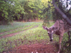 Kentucky deer hunting, western kentucky deer hunting, deer hunting, hunting, archery, Whitetail deer hunting, west ky whitetail hunting, kentucky whitetail outfitters, boone & crocket