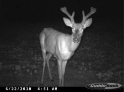 Kentucky deer hunting, western kentucky deer hunting, deer hunting, hunting, archery, Whitetail deer hunting, west ky whitetail hunting, kentucky whitetail outfitters, boone & crocket