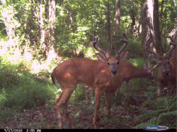 Kentucky deer hunting, western kentucky deer hunting, deer hunting, hunting, archery, Whitetail deer hunting, west ky whitetail hunting, kentucky whitetail outfitters, boone & crocket