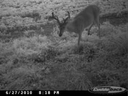Kentucky deer hunting, western kentucky deer hunting, deer hunting, hunting, archery, Whitetail deer hunting, west ky whitetail hunting, kentucky whitetail outfitters, boone & crocket