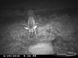 Kentucky deer hunting, western kentucky deer hunting, deer hunting, hunting, archery, Whitetail deer hunting, west ky whitetail hunting, kentucky whitetail outfitters, boone & crocket