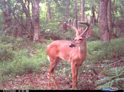 Kentucky deer hunting, western kentucky deer hunting, deer hunting, hunting, archery, Whitetail deer hunting, west ky whitetail hunting, kentucky whitetail outfitters, boone & crocket