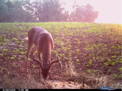 Kentucky deer hunting, western kentucky deer hunting, deer hunting, hunting, archery, Whitetail deer hunting, west ky whitetail hunting, kentucky whitetail outfitters, boone & crocket