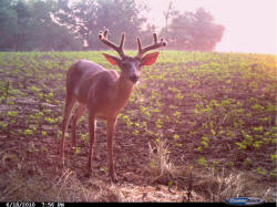 Kentucky deer hunting, western kentucky deer hunting, deer hunting, hunting, archery, Whitetail deer hunting, west ky whitetail hunting, kentucky whitetail outfitters, boone & crocket