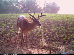Kentucky deer hunting, western kentucky deer hunting, deer hunting, hunting, archery, Whitetail deer hunting, west ky whitetail hunting, kentucky whitetail outfitters, boone & crocket