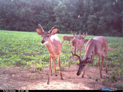 Kentucky deer hunting, western kentucky deer hunting, deer hunting, hunting, archery, Whitetail deer hunting, west ky whitetail hunting, kentucky whitetail outfitters, boone & crocket