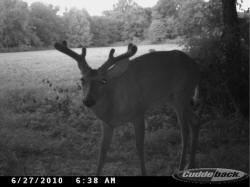 Kentucky deer hunting, western kentucky deer hunting, deer hunting, hunting, archery, Whitetail deer hunting, west ky whitetail hunting, kentucky whitetail outfitters, boone & crocket