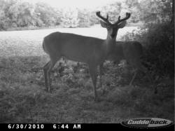 Kentucky deer hunting, western kentucky deer hunting, deer hunting, hunting, archery, Whitetail deer hunting, west ky whitetail hunting, kentucky whitetail outfitters, boone & crocket