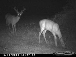 Kentucky deer hunting, western kentucky deer hunting, deer hunting, hunting, archery, Whitetail deer hunting, west ky whitetail hunting, kentucky whitetail outfitters, boone & crocket