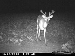 Kentucky deer hunting, western kentucky deer hunting, deer hunting, hunting, archery, Whitetail deer hunting, west ky whitetail hunting, kentucky whitetail outfitters, boone & crocket