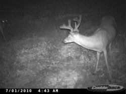 Kentucky deer hunting, western kentucky deer hunting, deer hunting, hunting, archery, Whitetail deer hunting, west ky whitetail hunting, kentucky whitetail outfitters, boone & crocket