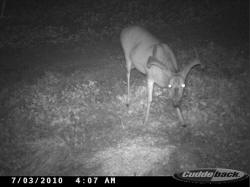 Kentucky deer hunting, western kentucky deer hunting, deer hunting, hunting, archery, Whitetail deer hunting, west ky whitetail hunting, kentucky whitetail outfitters, boone & crocket