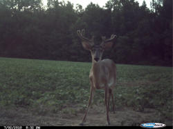Kentucky deer hunting, western kentucky deer hunting, deer hunting, hunting, archery, Whitetail deer hunting, west ky whitetail hunting, kentucky whitetail outfitters, boone & crocket