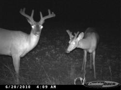 Kentucky deer hunting, western kentucky deer hunting, deer hunting, hunting, archery, Whitetail deer hunting, west ky whitetail hunting, kentucky whitetail outfitters, boone & crocket