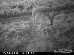Kentucky deer hunting, western kentucky deer hunting, deer hunting, hunting, archery, Whitetail deer hunting, west ky whitetail hunting, kentucky whitetail outfitters, boone & crocket