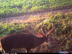 Kentucky deer hunting, western kentucky deer hunting, deer hunting, hunting, archery, Whitetail deer hunting, west ky whitetail hunting, kentucky whitetail outfitters, boone & crocket