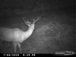 Kentucky deer hunting, western kentucky deer hunting, deer hunting, hunting, archery, Whitetail deer hunting, west ky whitetail hunting, kentucky whitetail outfitters, boone & crocket