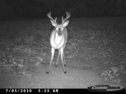 Kentucky deer hunting, western kentucky deer hunting, deer hunting, hunting, archery, Whitetail deer hunting, west ky whitetail hunting, kentucky whitetail outfitters, boone & crocket
