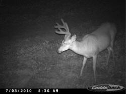 Kentucky deer hunting, western kentucky deer hunting, deer hunting, hunting, archery, Whitetail deer hunting, west ky whitetail hunting, kentucky whitetail outfitters, boone & crocket