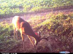 Kentucky deer hunting, western kentucky deer hunting, deer hunting, hunting, archery, Whitetail deer hunting, west ky whitetail hunting, kentucky whitetail outfitters, boone & crocket