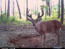 Kentucky deer hunting, western kentucky deer hunting, deer hunting, hunting, archery, Whitetail deer hunting, west ky whitetail hunting, kentucky whitetail outfitters, boone & crocket