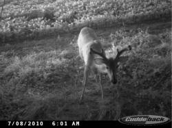 Kentucky deer hunting, western kentucky deer hunting, deer hunting, hunting, archery, Whitetail deer hunting, west ky whitetail hunting, kentucky whitetail outfitters, boone & crocket