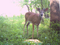 Kentucky deer hunting, western kentucky deer hunting, deer hunting, hunting, archery, Whitetail deer hunting, west ky whitetail hunting, kentucky whitetail outfitters, boone & crocket