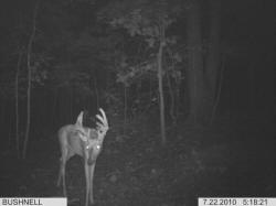 Kentucky deer hunting, western kentucky deer hunting, deer hunting, hunting, archery, Whitetail deer hunting, west ky whitetail hunting, kentucky whitetail outfitters, boone & crocket