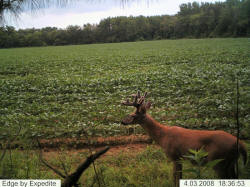 Kentucky deer hunting, western kentucky deer hunting, deer hunting, hunting, archery, Whitetail deer hunting, west ky whitetail hunting, kentucky whitetail outfitters, boone & crocket