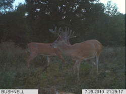 Kentucky deer hunting, western kentucky deer hunting, deer hunting, hunting, archery, Whitetail deer hunting, west ky whitetail hunting, kentucky whitetail outfitters, boone & crocket