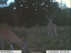 Kentucky deer hunting, western kentucky deer hunting, deer hunting, hunting, archery, Whitetail deer hunting, west ky whitetail hunting, kentucky whitetail outfitters, boone & crocket