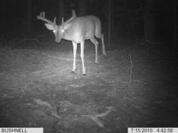 Kentucky deer hunting, western kentucky deer hunting, deer hunting, hunting, archery, Whitetail deer hunting, west ky whitetail hunting, kentucky whitetail outfitters, boone & crocket