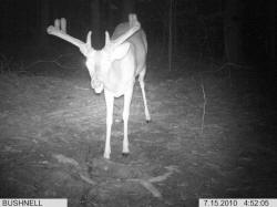 Kentucky deer hunting, western kentucky deer hunting, deer hunting, hunting, archery, Whitetail deer hunting, west ky whitetail hunting, kentucky whitetail outfitters, boone & crocket