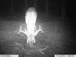 Kentucky deer hunting, western kentucky deer hunting, deer hunting, hunting, archery, Whitetail deer hunting, west ky whitetail hunting, kentucky whitetail outfitters, boone & crocket
