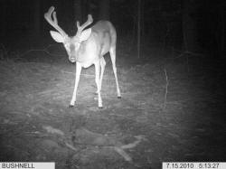 Kentucky deer hunting, western kentucky deer hunting, deer hunting, hunting, archery, Whitetail deer hunting, west ky whitetail hunting, kentucky whitetail outfitters, boone & crocket