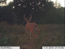 Kentucky deer hunting, western kentucky deer hunting, deer hunting, hunting, archery, Whitetail deer hunting, west ky whitetail hunting, kentucky whitetail outfitters, boone & crocket
