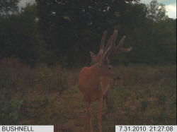 Kentucky deer hunting, western kentucky deer hunting, deer hunting, hunting, archery, Whitetail deer hunting, west ky whitetail hunting, kentucky whitetail outfitters, boone & crocket