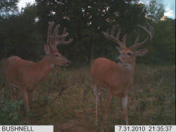 Kentucky deer hunting, western kentucky deer hunting, deer hunting, hunting, archery, Whitetail deer hunting, west ky whitetail hunting, kentucky whitetail outfitters, boone & crocket