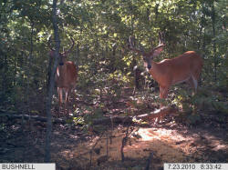Kentucky deer hunting, western kentucky deer hunting, deer hunting, hunting, archery, Whitetail deer hunting, west ky whitetail hunting, kentucky whitetail outfitters, boone & crocket