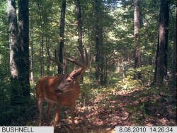 Kentucky deer hunting, western kentucky deer hunting, deer hunting, hunting, archery, Whitetail deer hunting, west ky whitetail hunting, kentucky whitetail outfitters, boone & crocket