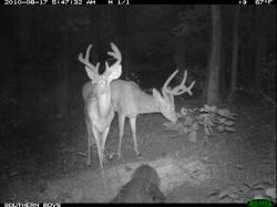 Kentucky deer hunting, western kentucky deer hunting, deer hunting, hunting, archery, Whitetail deer hunting, west ky whitetail hunting, kentucky whitetail outfitters, boone & crocket